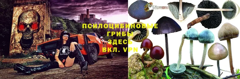 Галлюциногенные грибы мицелий  закладка  MEGA ссылка  Костомукша 